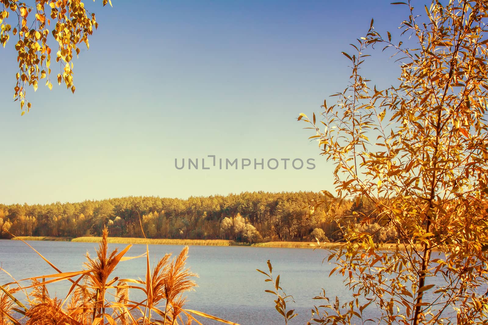 The autumn wood on the bank of the big beautiful lake by georgina198