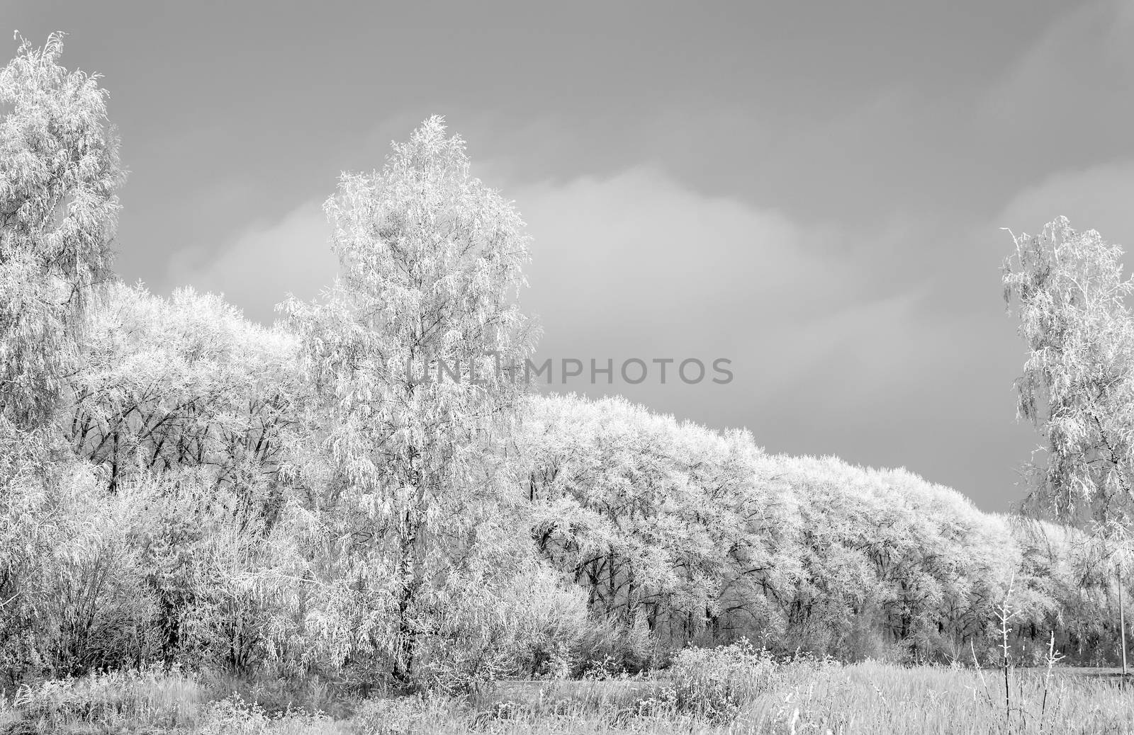 Winter landscape: trees in the frost. by georgina198