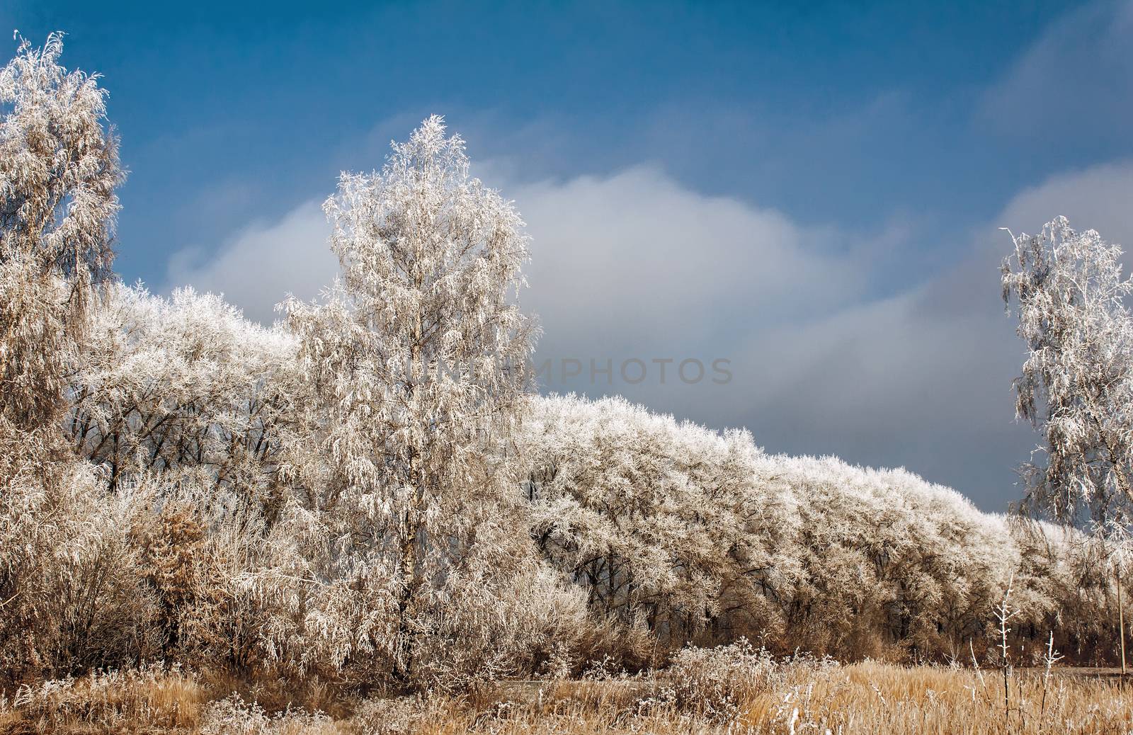The trees, covered with a large number of thick frost on the background of blue sky.