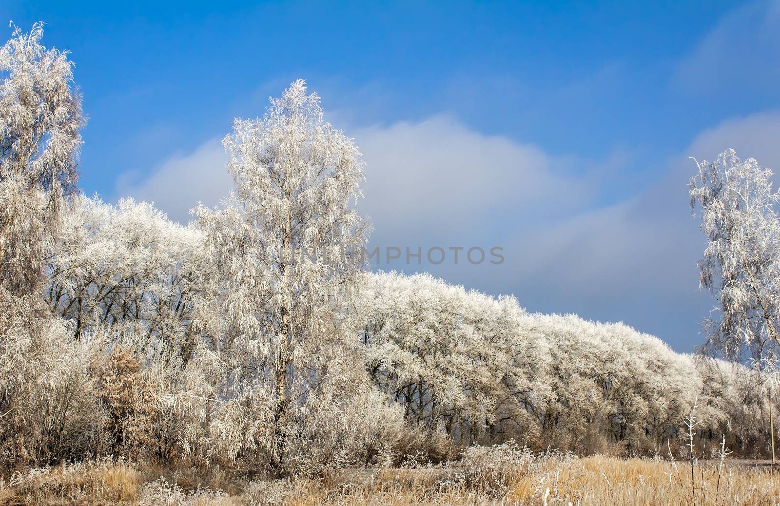 Winter landscape: trees in the frost. by georgina198