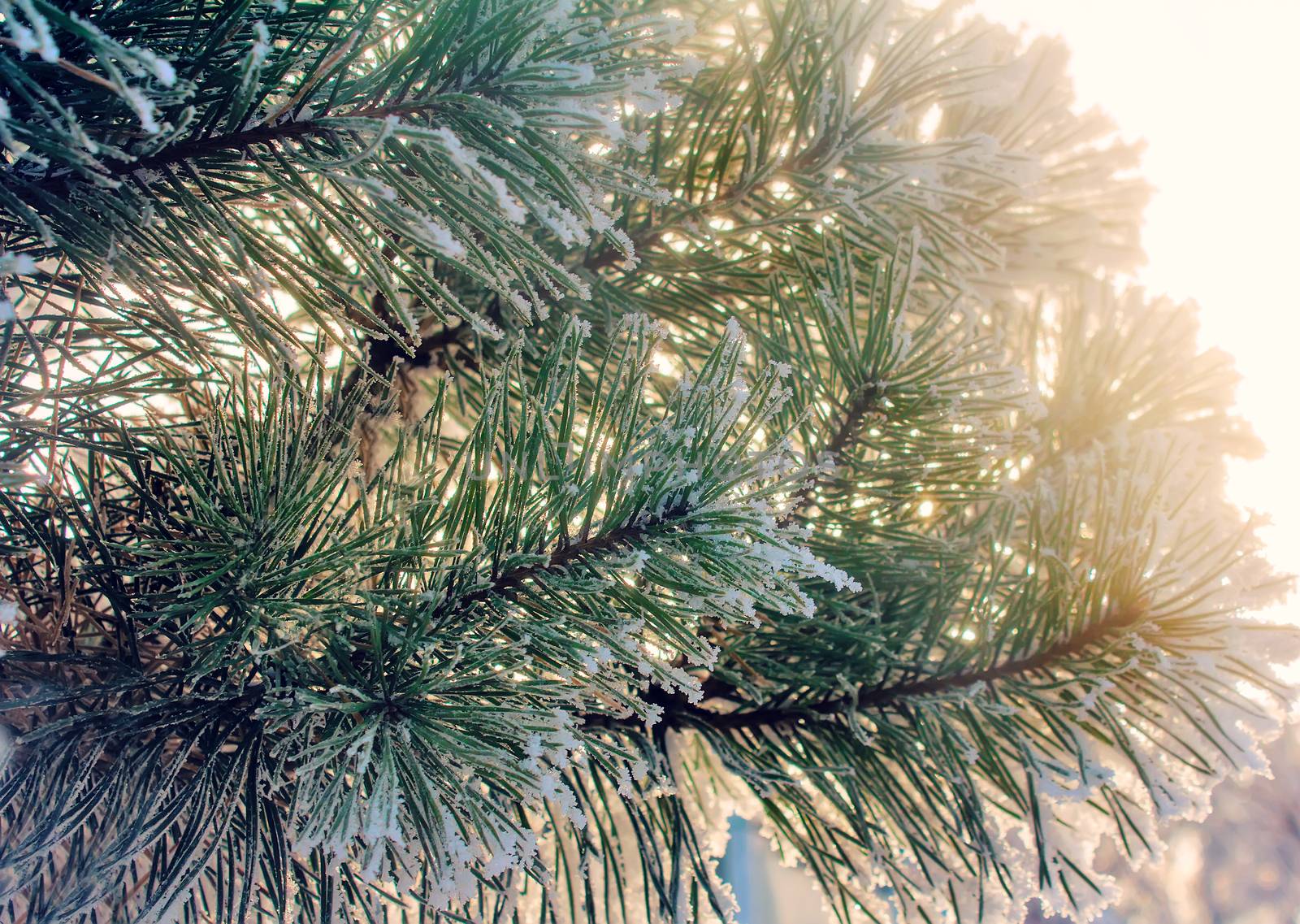 Pine branch with green long needles, covered with white snow, on the background of trees.