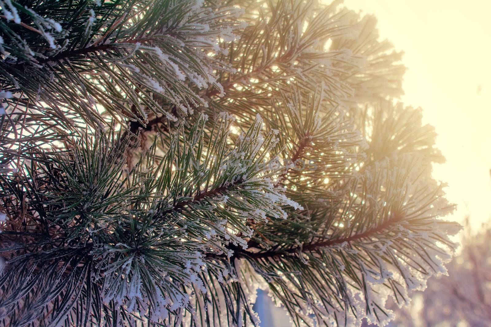 Pine branch with green long needles, covered with white snow, on the background of trees.