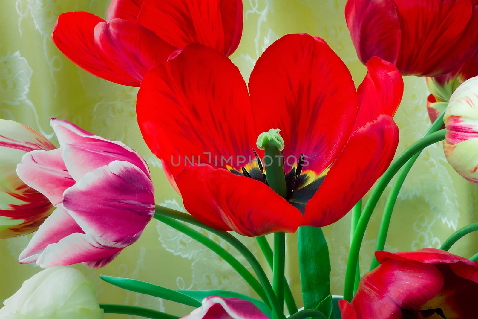 One big beautiful tulip of bright red color against the beautiful draped yellow silk. It is presented by a close up