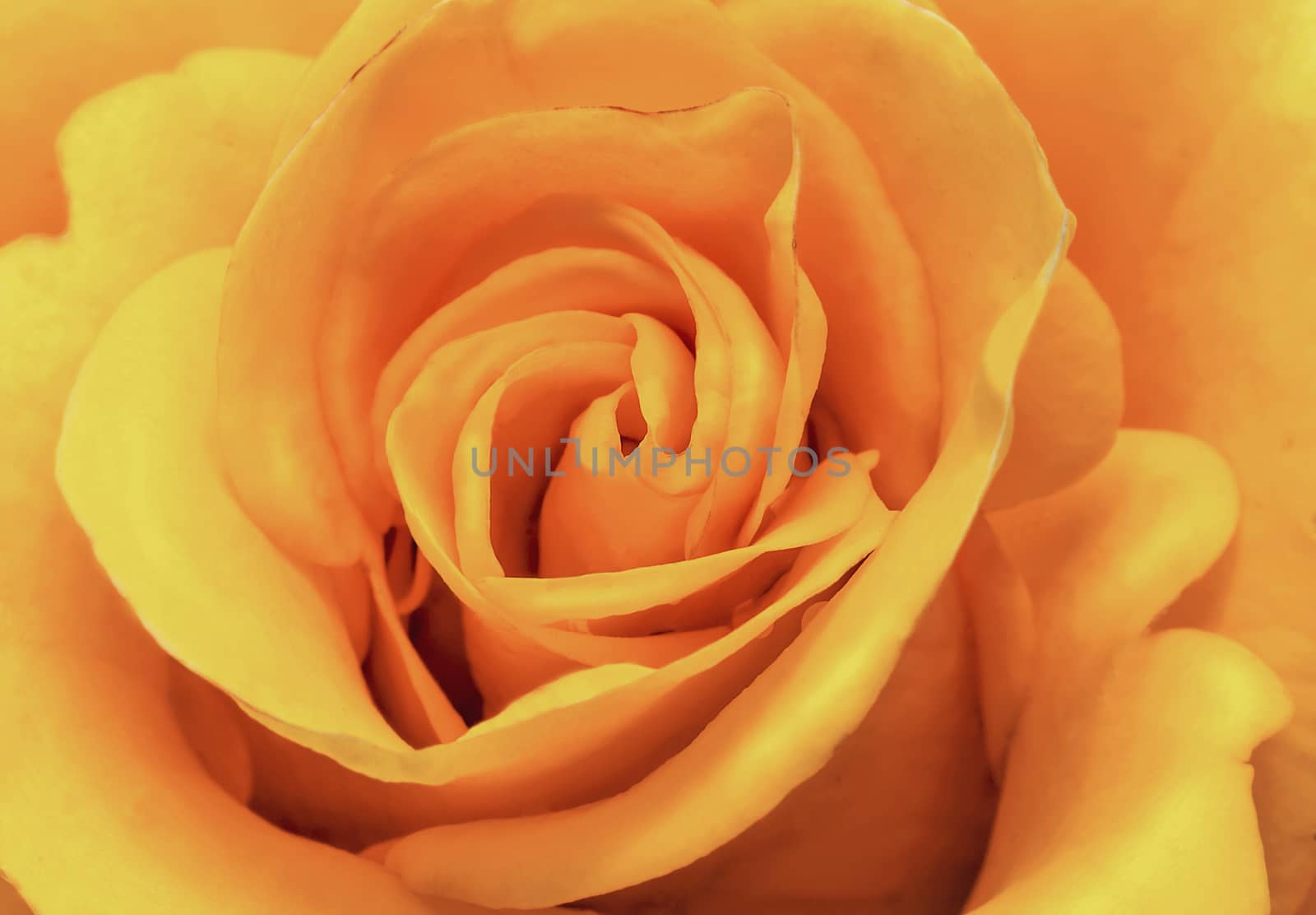 Flower beautiful delicate rose yellow closeup.. by georgina198