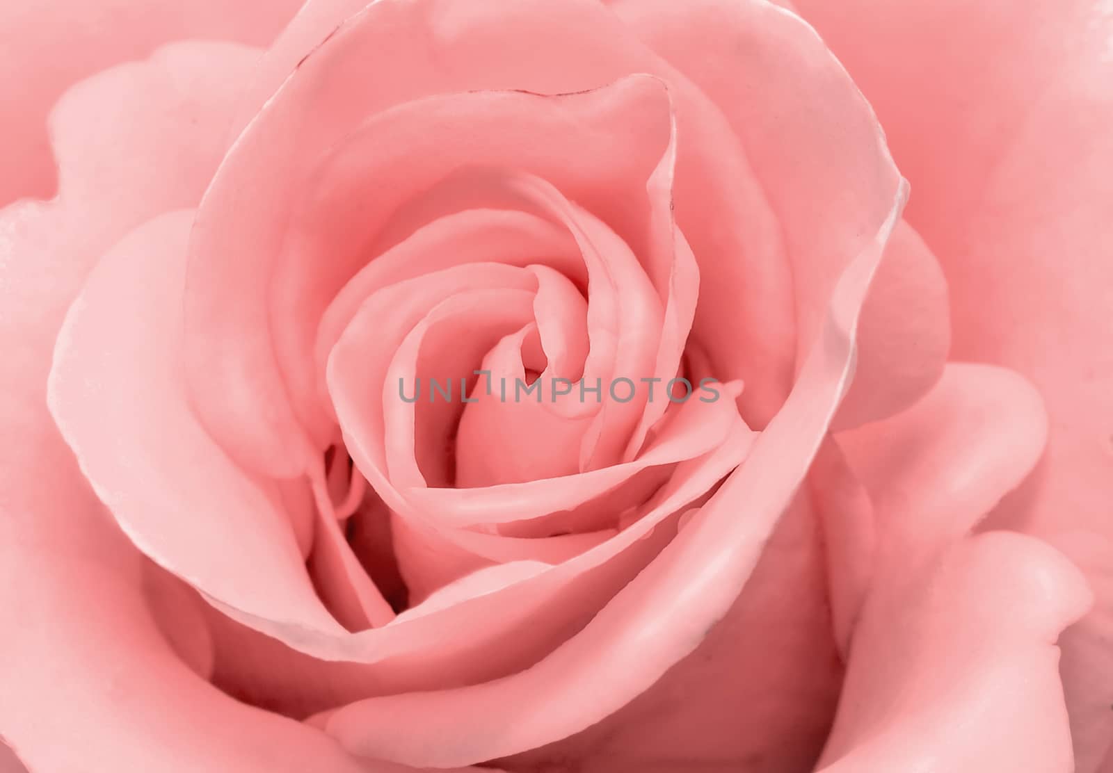 Closeup presents the core of the flower and the petals of beautiful roses delicate pale pink color