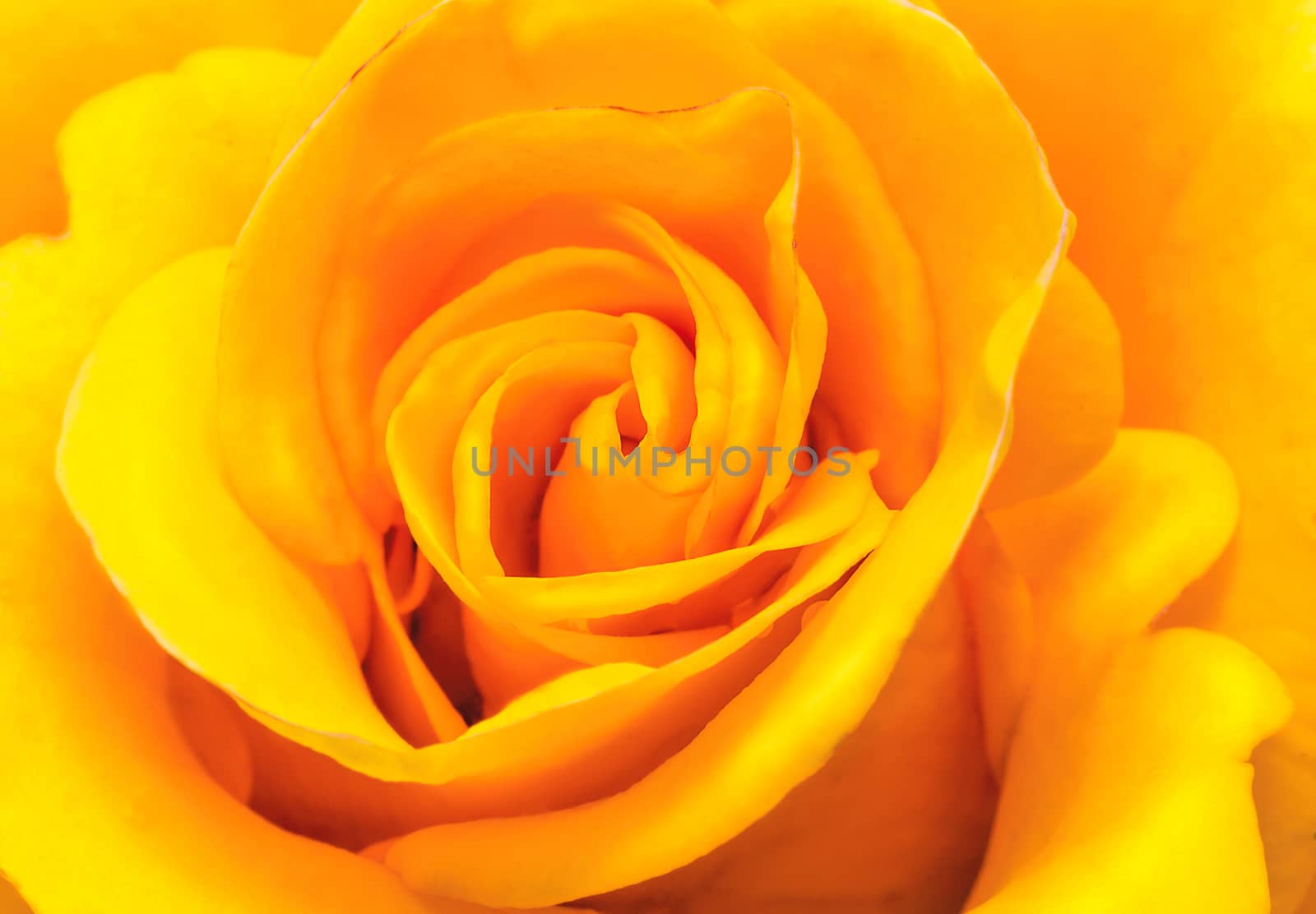 Closeup presents the core of the flower and the petals of beautiful roses soft yellow color