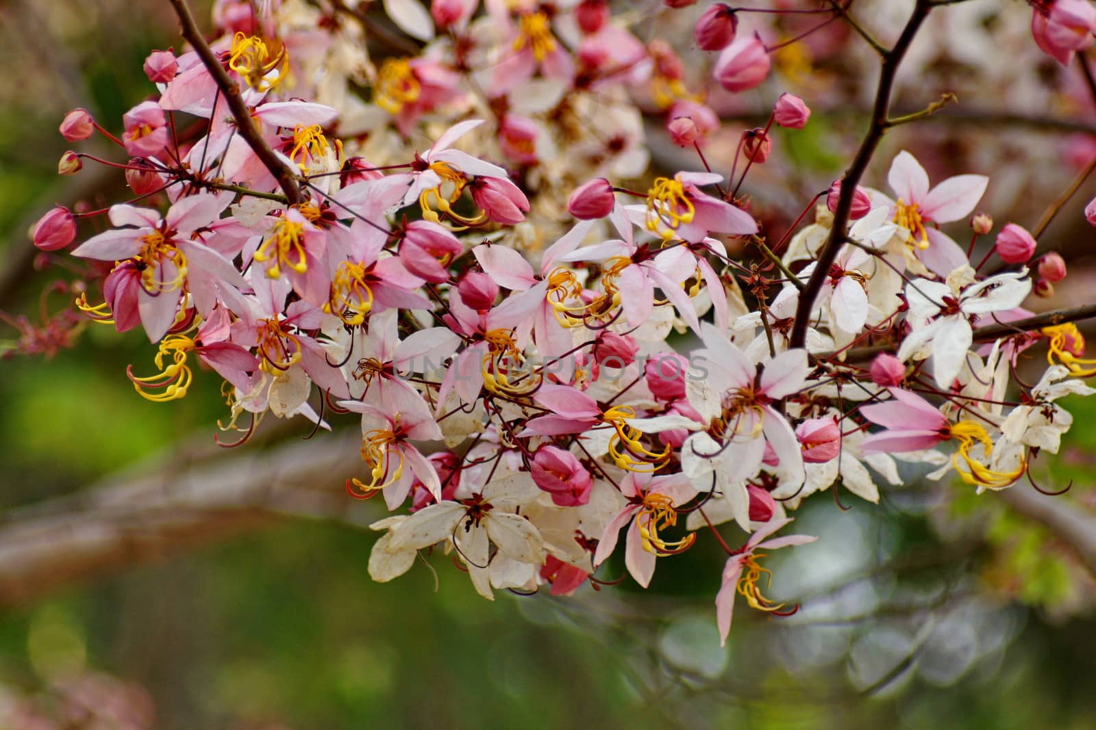 Cassia Bakeriana Craib, Wishing tree, Pink flowers in green blurred background