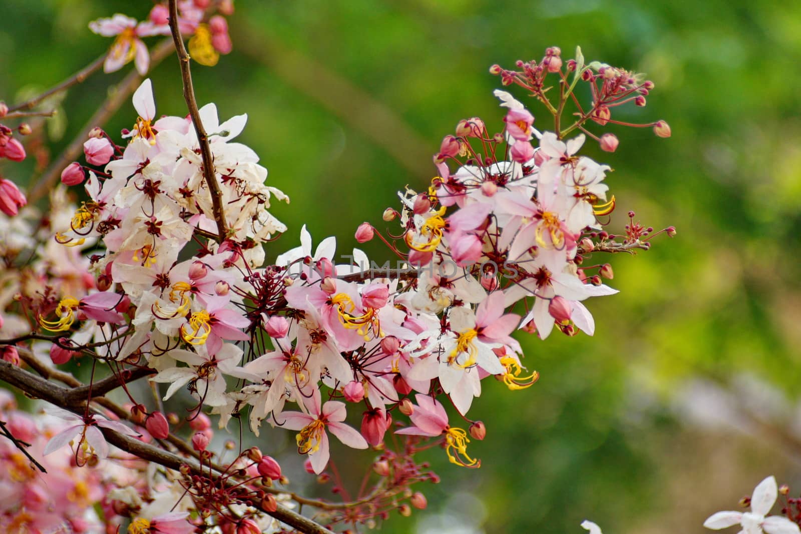 Cassia Bakeriana Craib, Wishing tree, Pink flowers in green blurred background