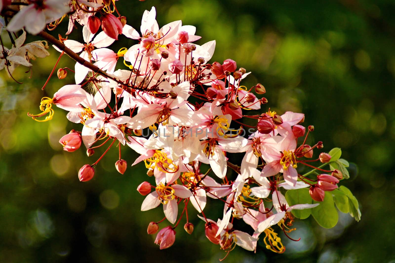 Cassia Bakeriana Craib, Wishing tree, Pink flowers in green blurred background