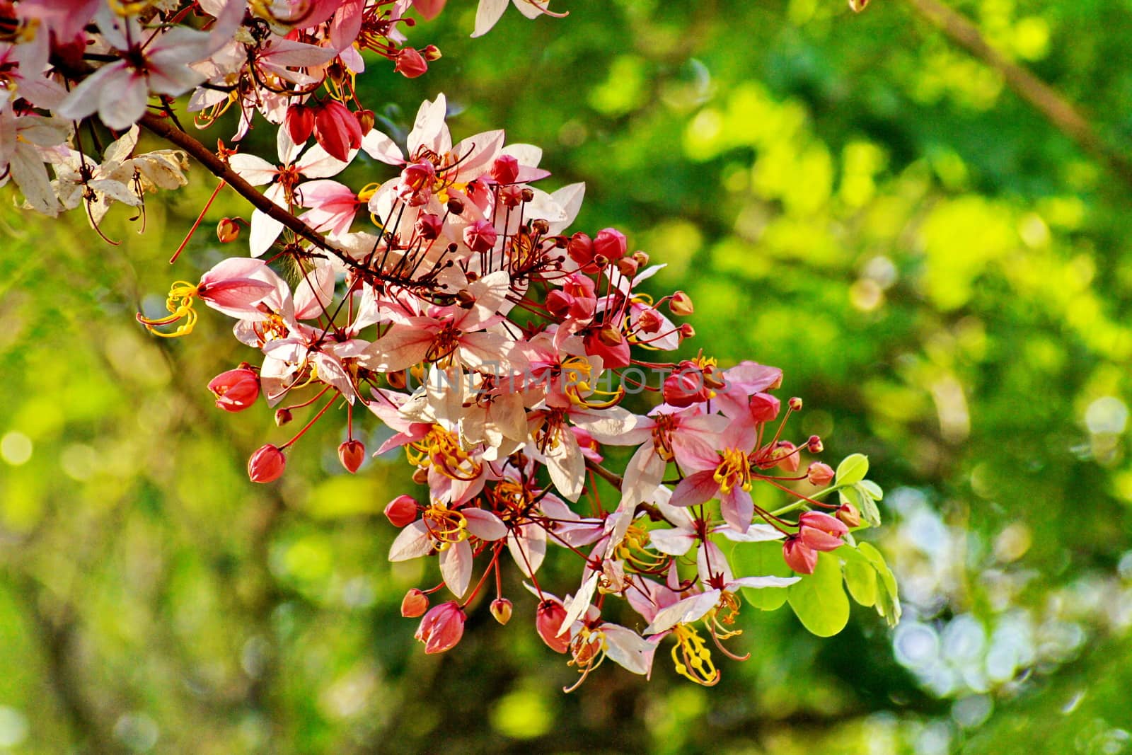 Cassia Bakeriana Craib, Wishing tree, Pink flowers in green blurred background