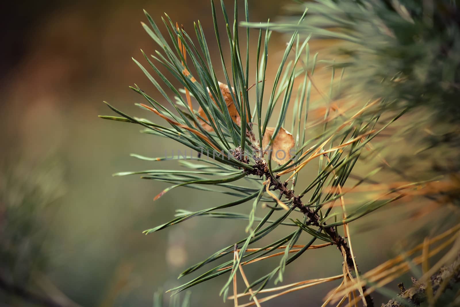 On a pine branch between needles there are fallen-down yellow leaves of an oak.