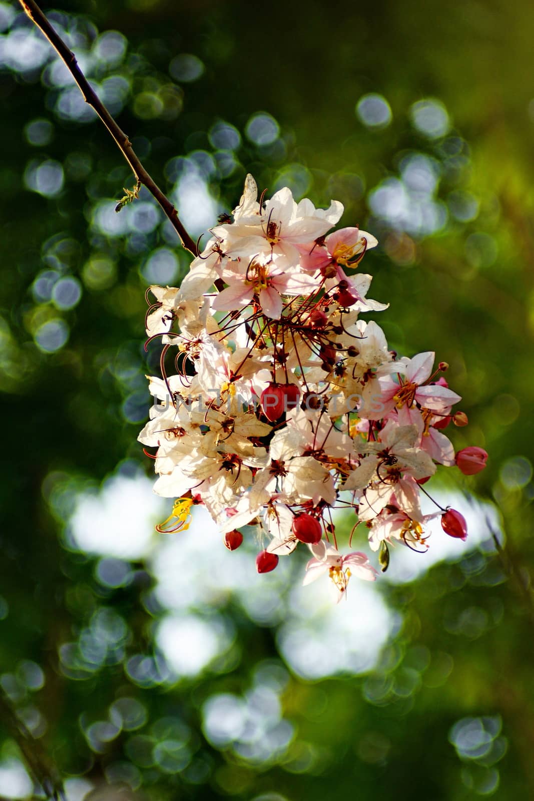 Cassia Bakeriana Craib, Wishing tree, Pink flowers in green blurred background