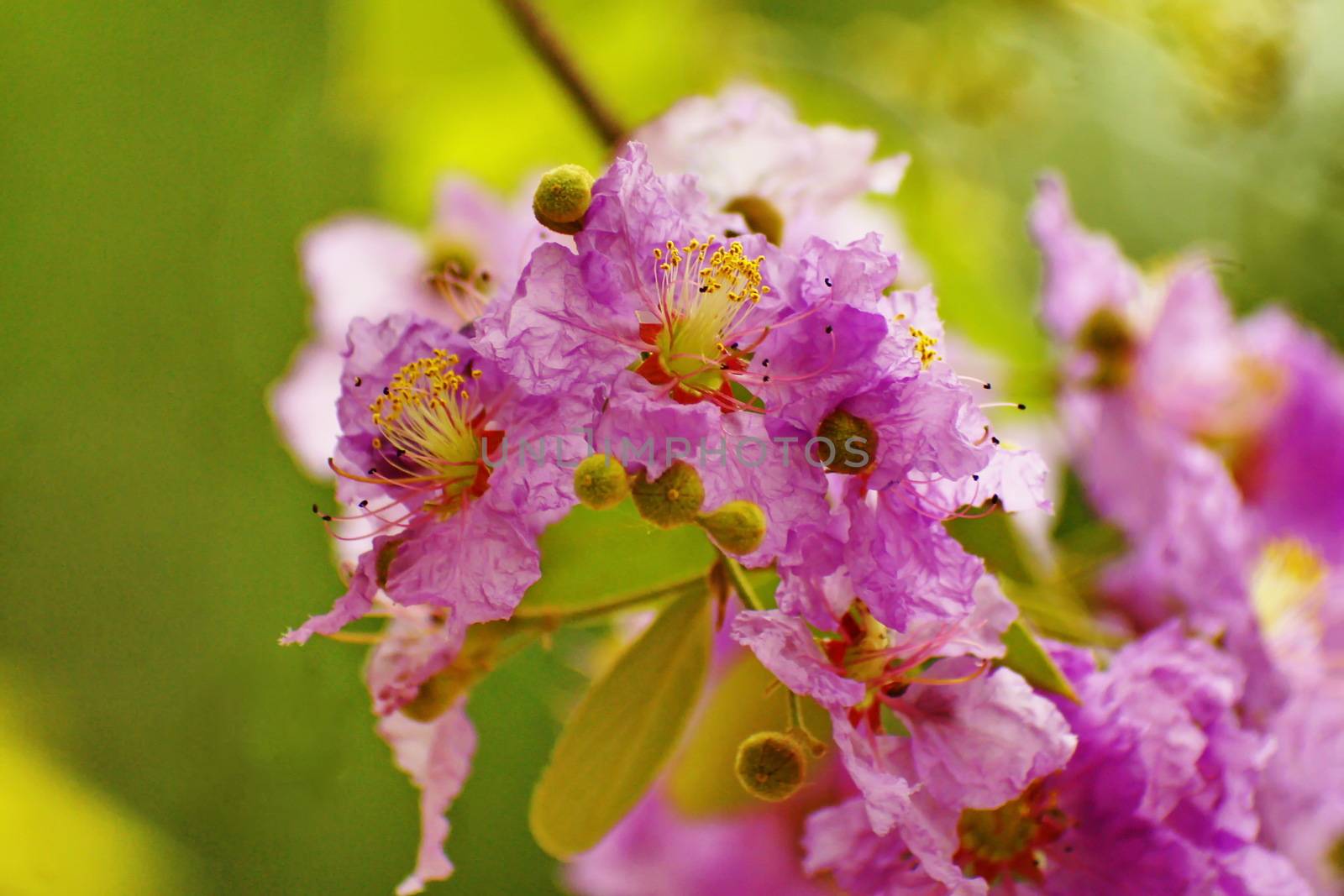 Purple Lagerstroemia speciosa on blur background