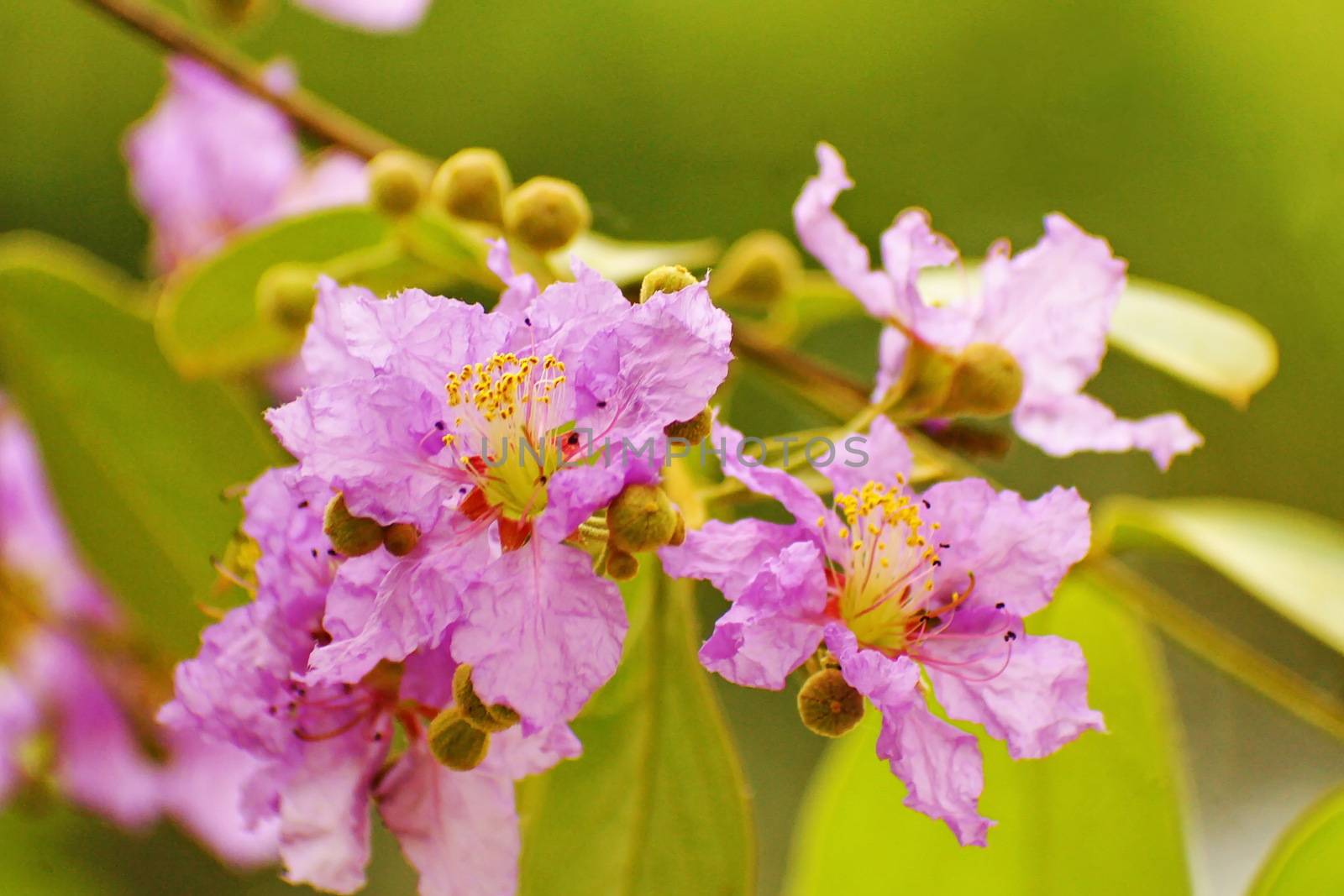 Purple Lagerstroemia speciosa on blur background