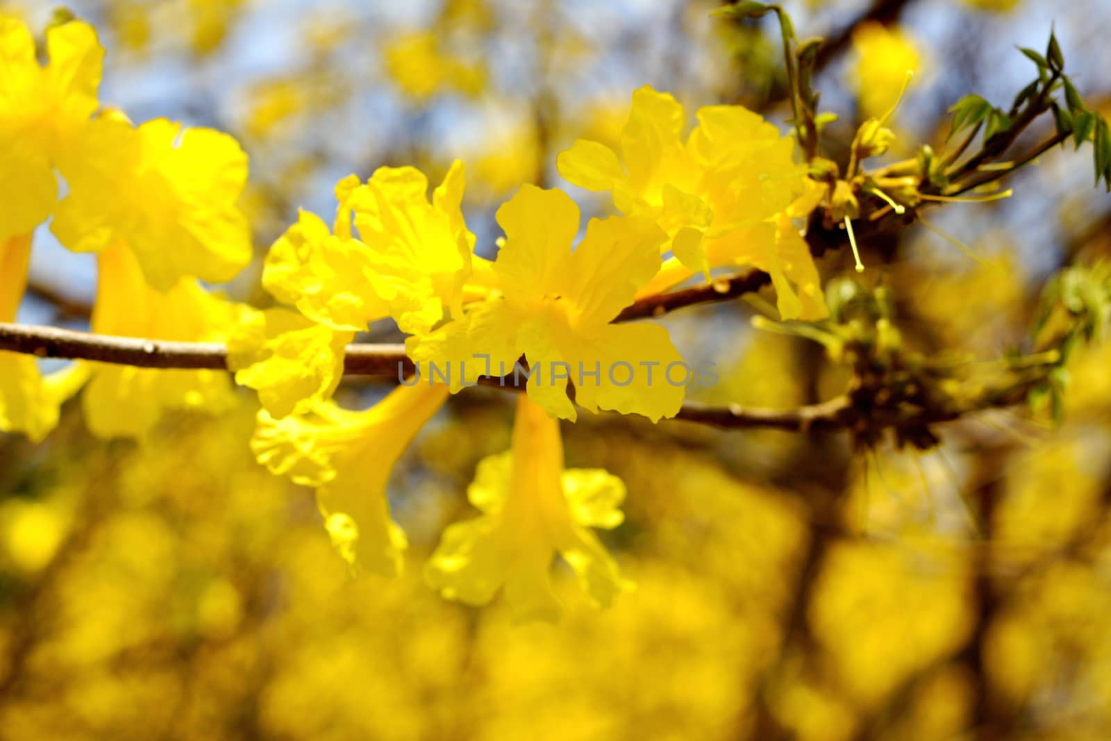 Yellow tabebuia, Trumpet flower in blurred background