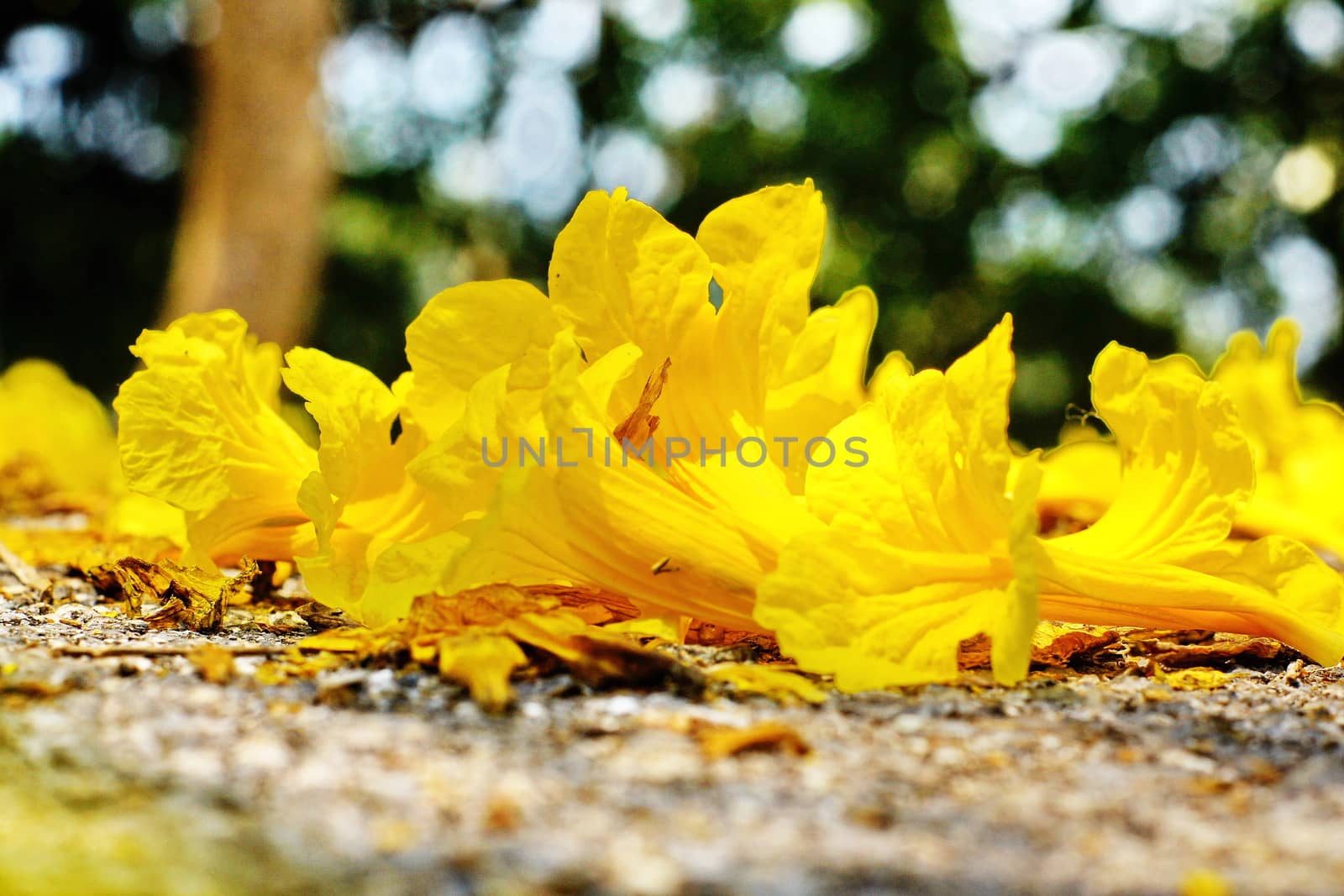 Yellow tabebuia, Trumpet flower on the ground