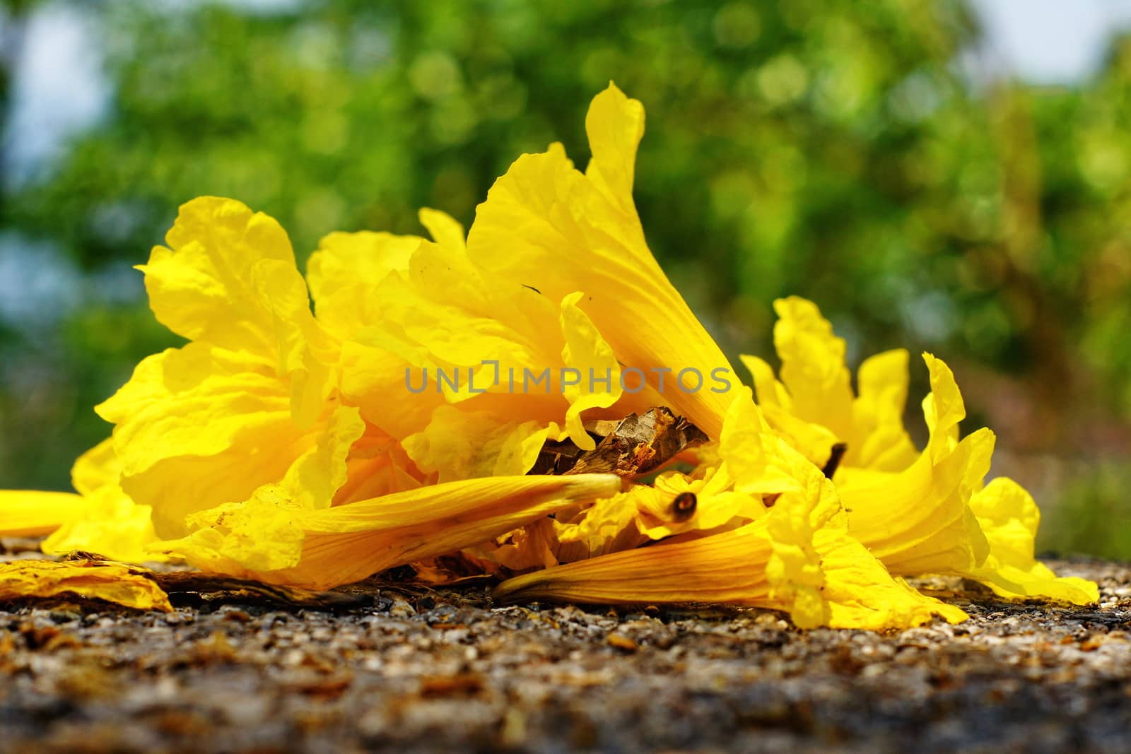 Yellow tabebuia, Trumpet flower on the ground