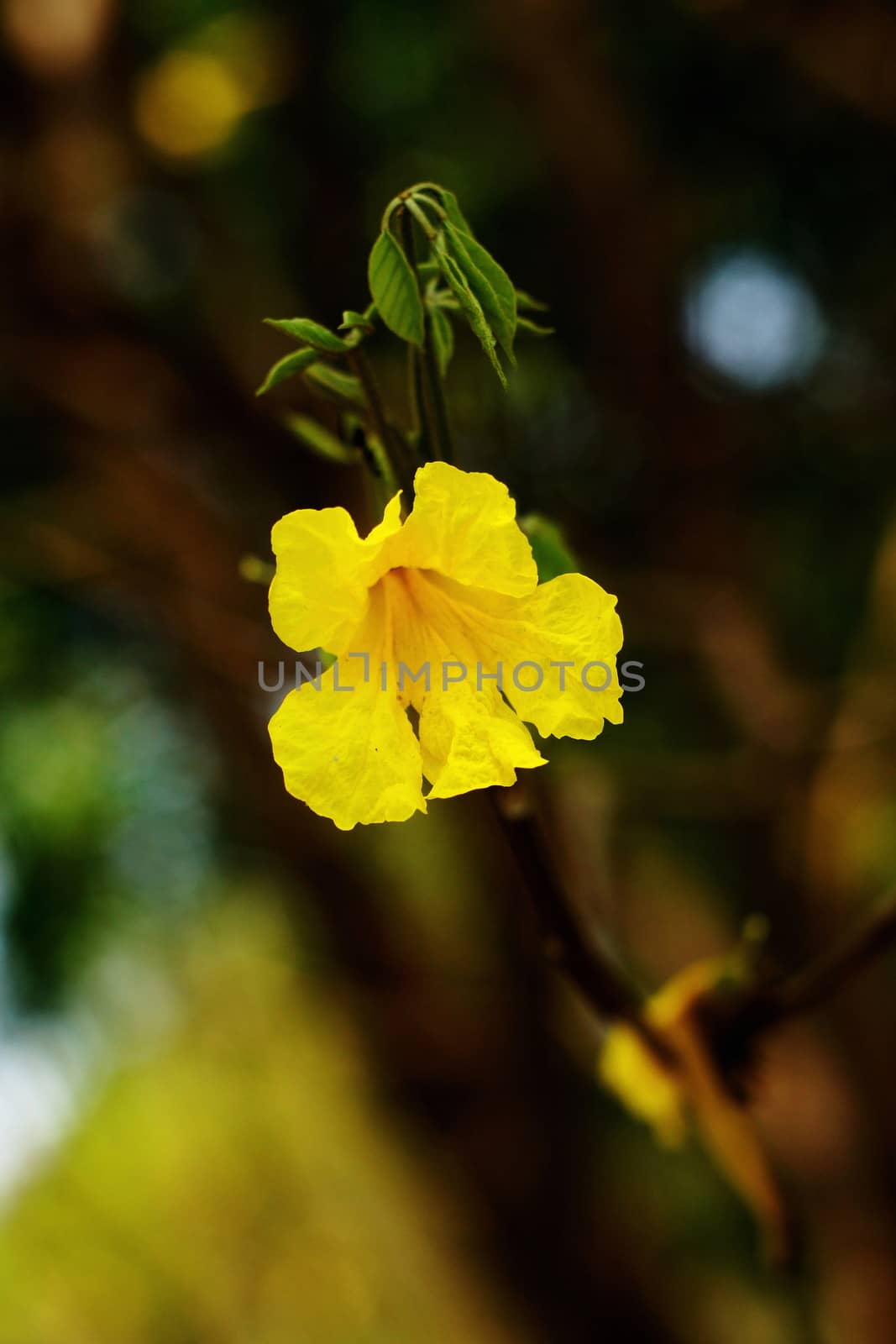Yellow tabebuia, Trumpet flower in blurred background