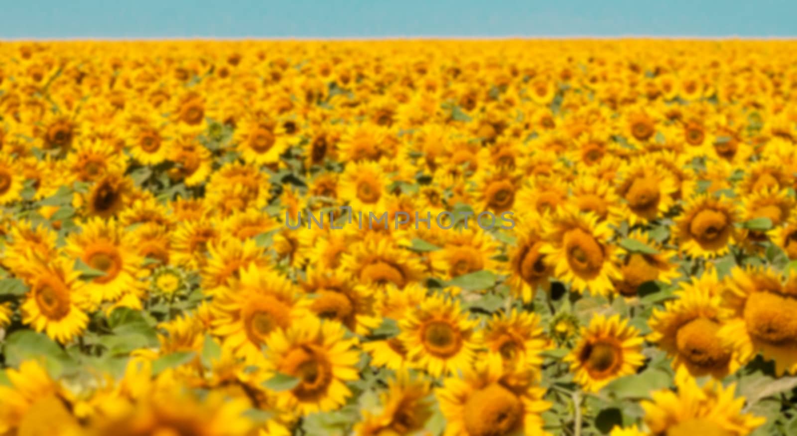 blurred field of sunflowers by Chechotkin