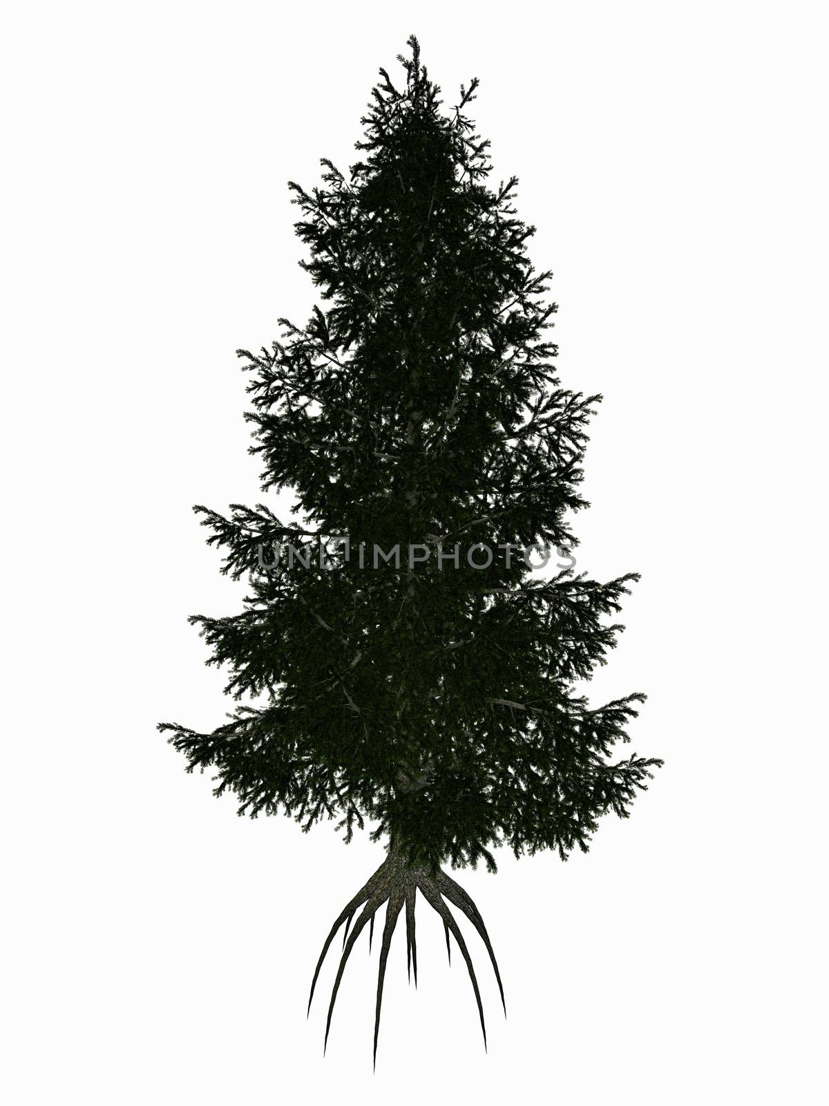 Colorado, blue or green spruce, picea pungens tree - 3D render by Elenaphotos21