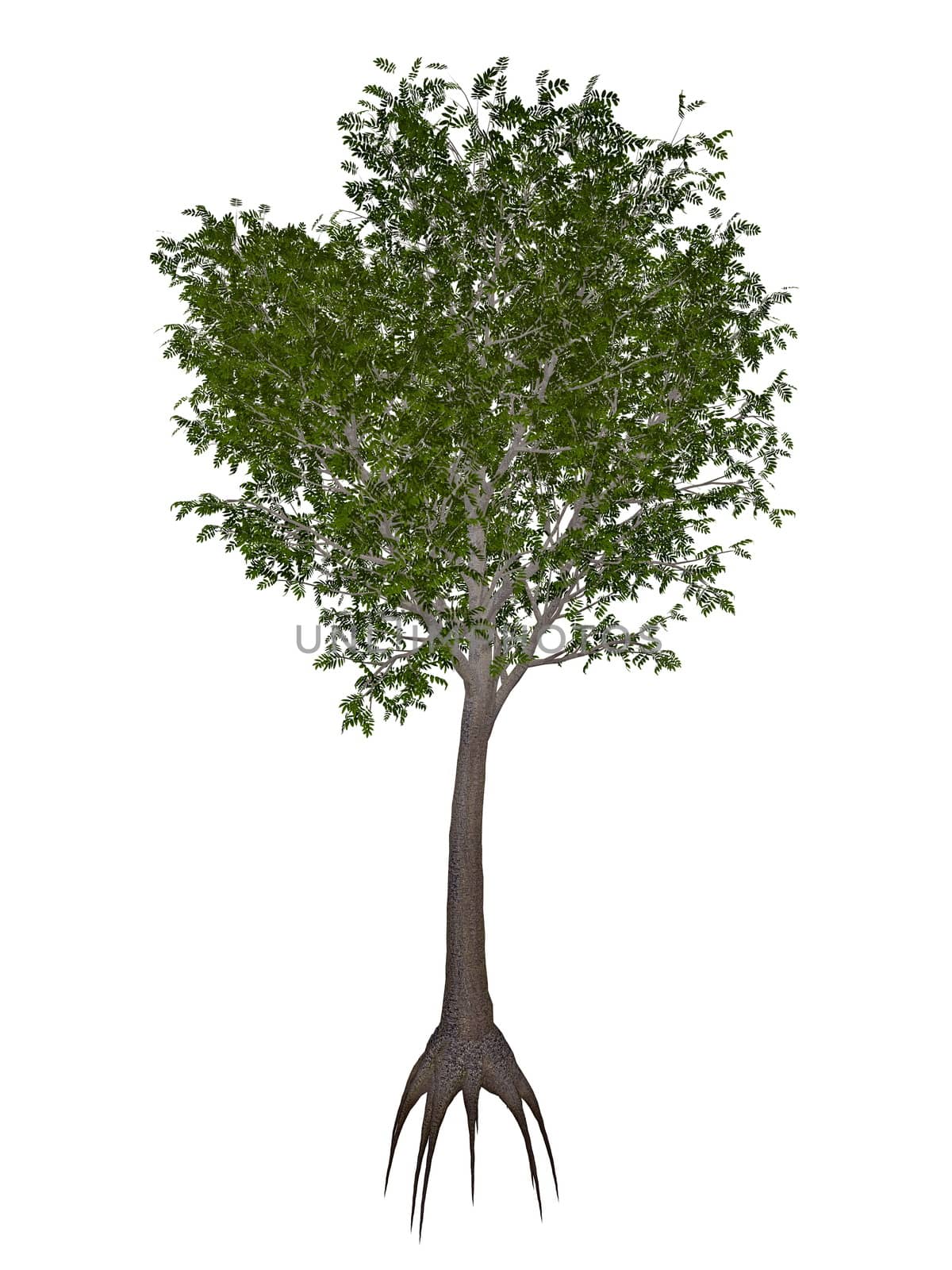 European or common ash, fraxinus excelsior tree - 3D render by Elenaphotos21