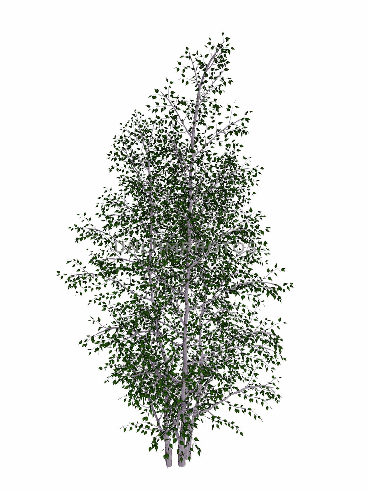 Grey birch, betula populifolia tree isolated in white background - 3D render