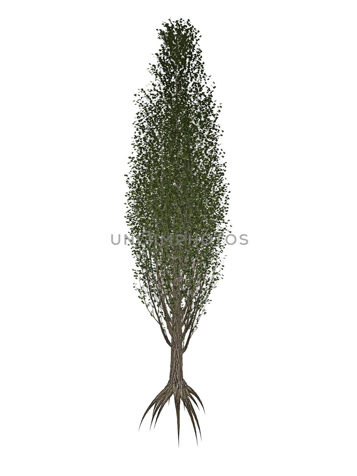 Lombardy or black poplar, populus nigra tree isolated in white background - 3D render