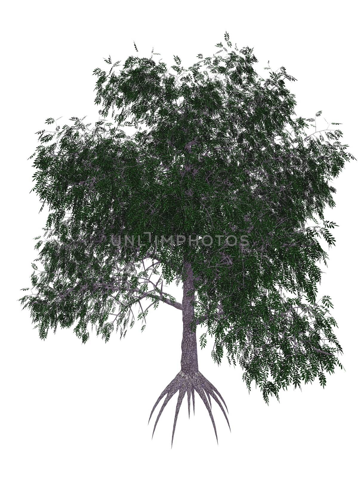 Pecan tree isolated in white background - 3D render