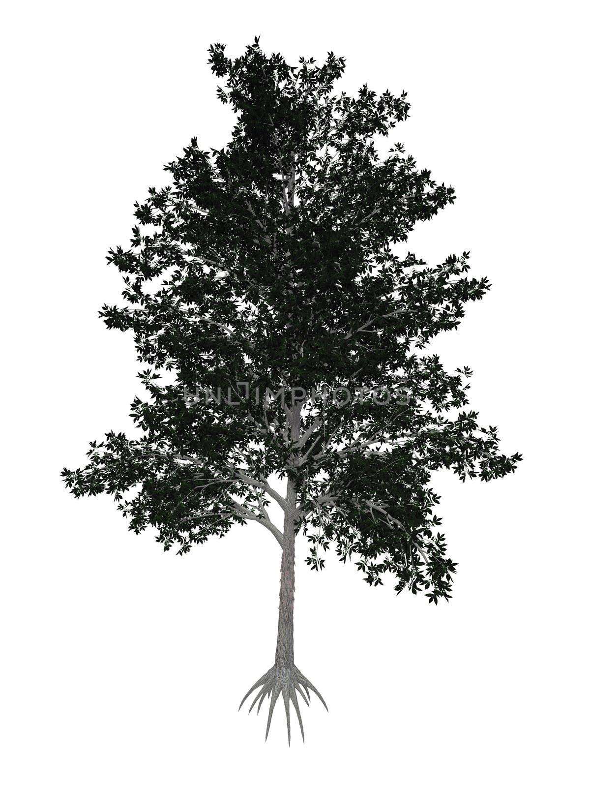 Shagbark hickory, Carya ovata tree isolated in white background - 3D render