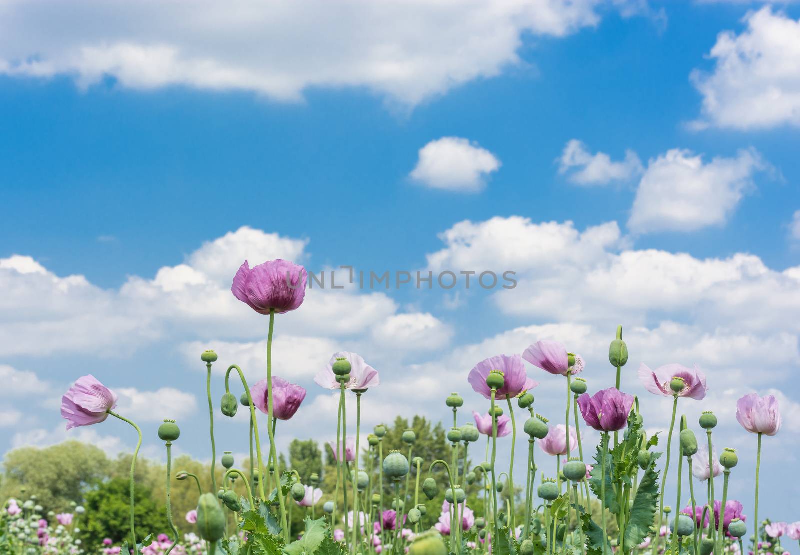 Opium Poppy Field  by milinz
