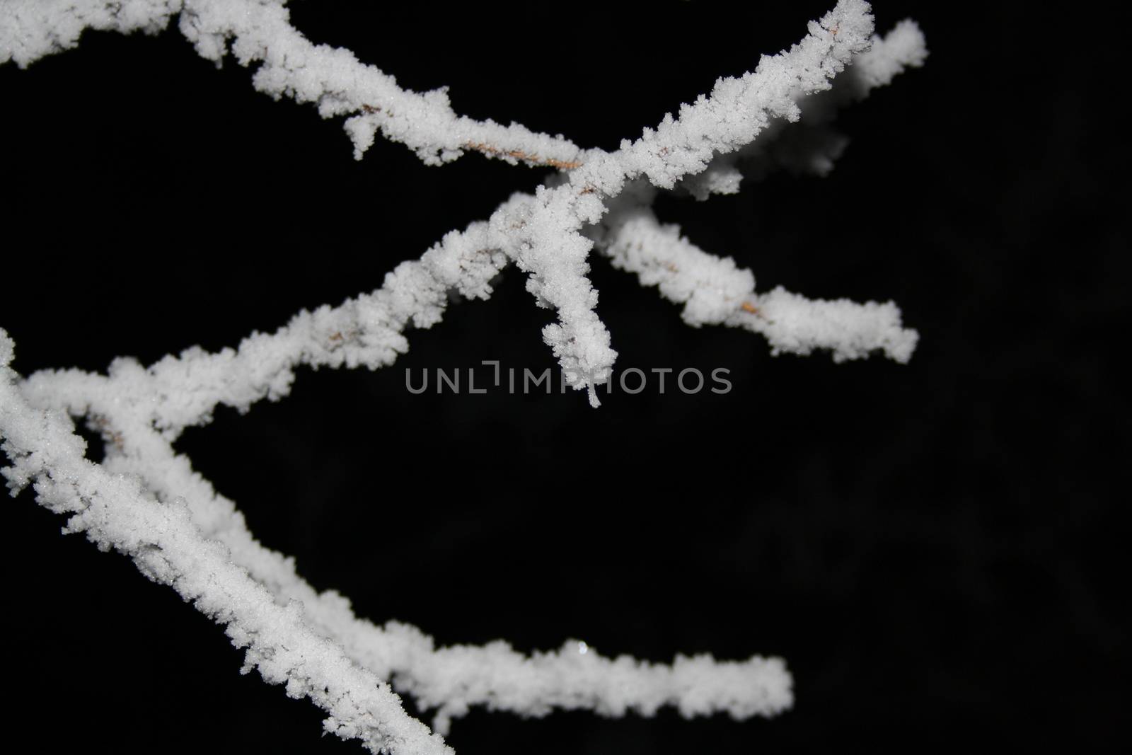 Icy trees branches at night to light by alexx60