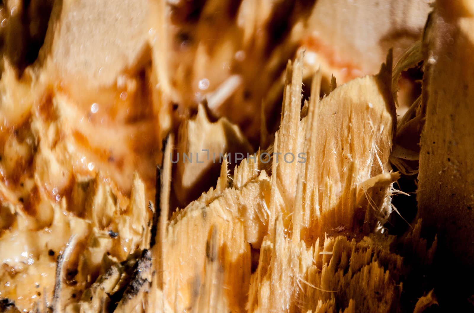 Log with Drops of Resin and with wood chip