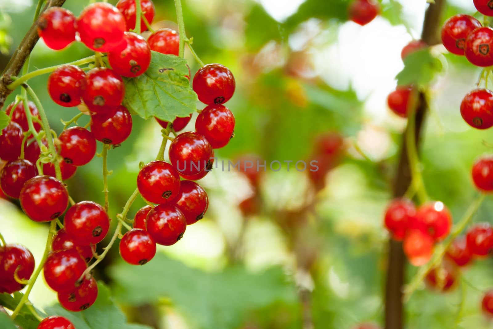 Red currants in the garden on a green background