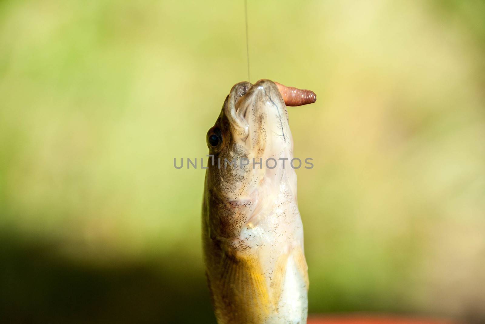  fish on a hook with a worm on a green background