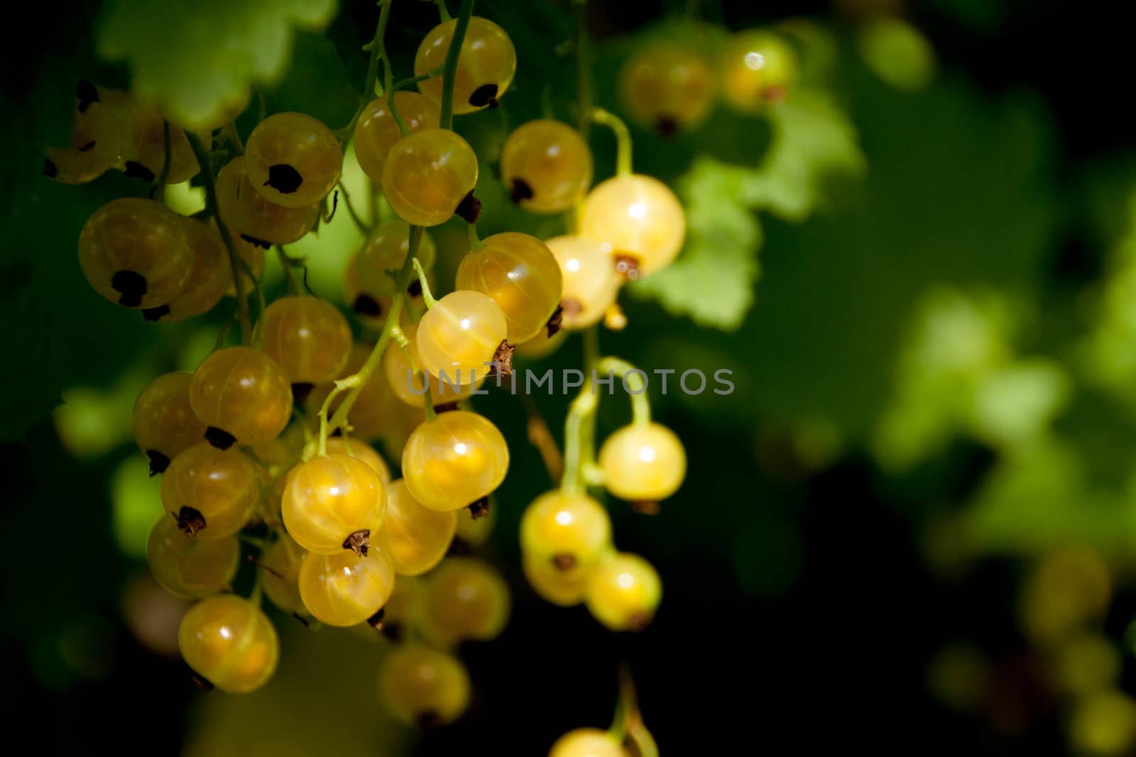 The white currant, sometimes called the pink or yellow  on a green background