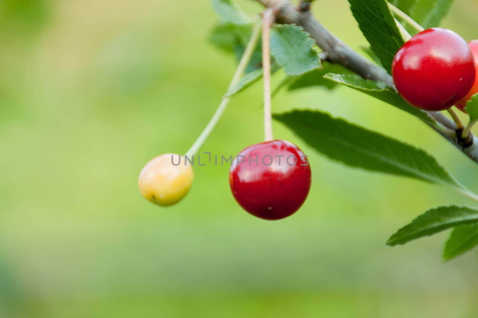 Cherries on the branch on a green background