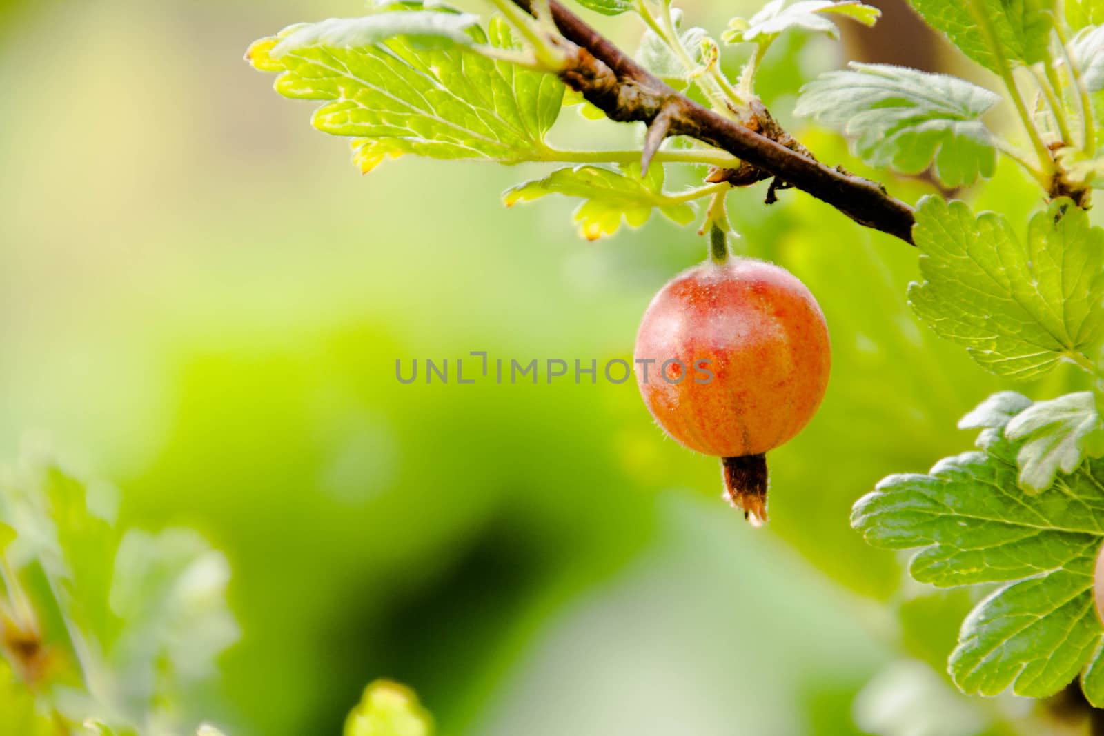 grows ripe gooseberries on a branch on a background of green leaves