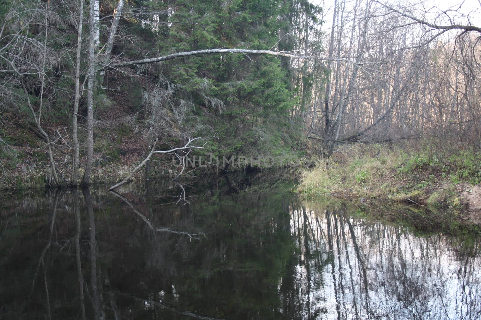 lake in the autumn forest and dead trees