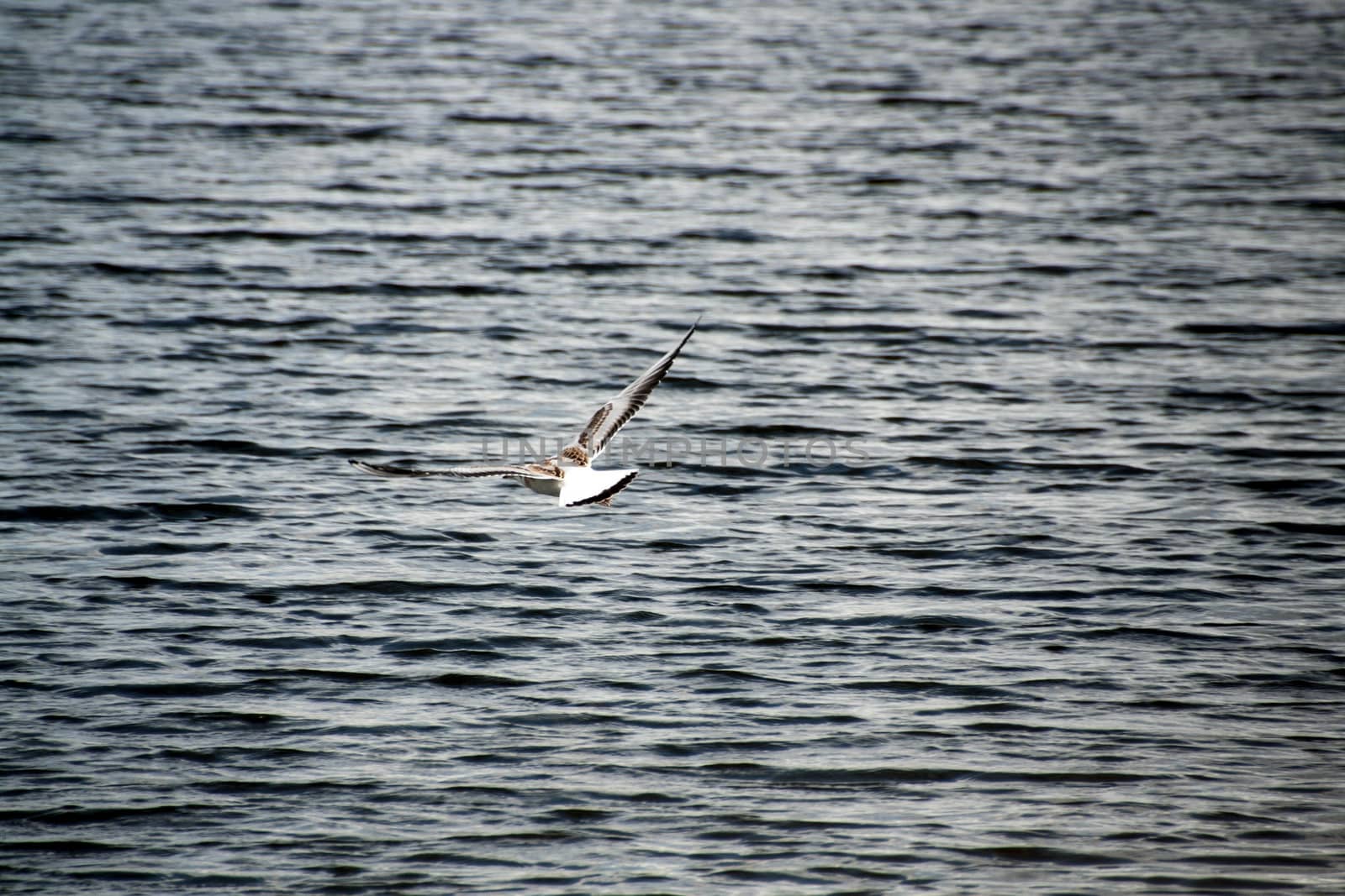 beautiful Common gull flying above blue river