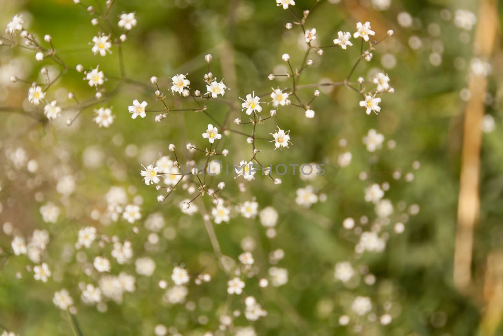 Many white small  flowers in top view of meadow by alexx60