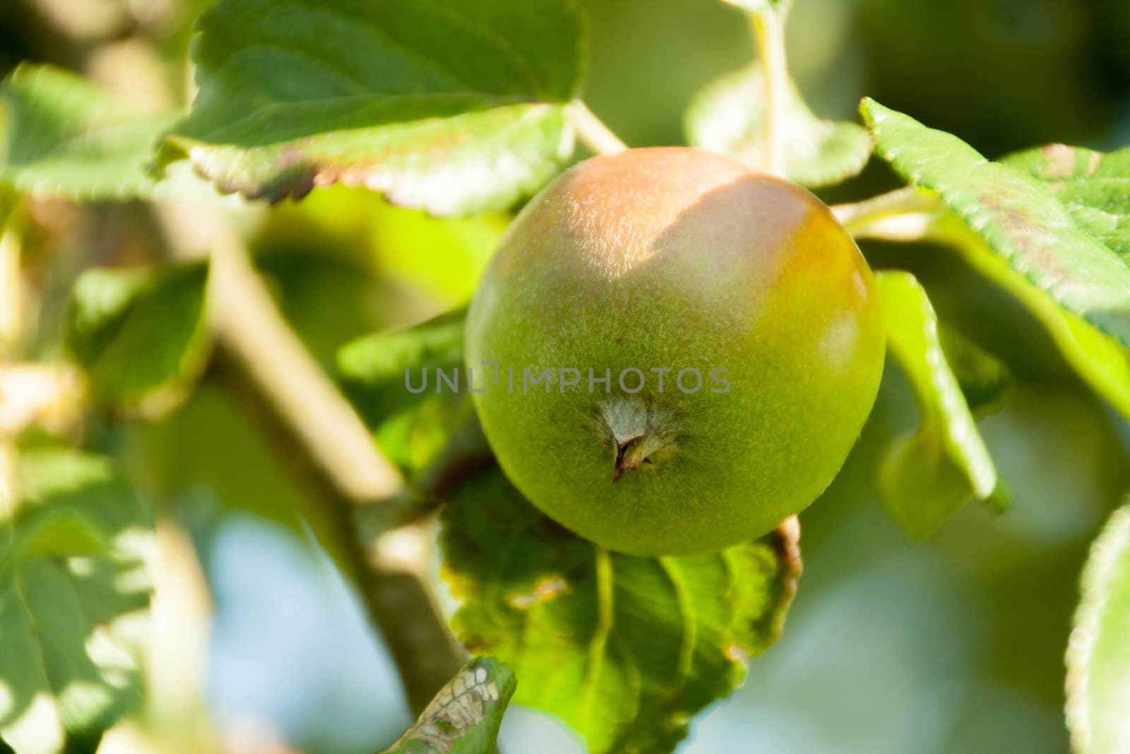 Green apples on a branch ready to be harvested, outdoors, selective focus