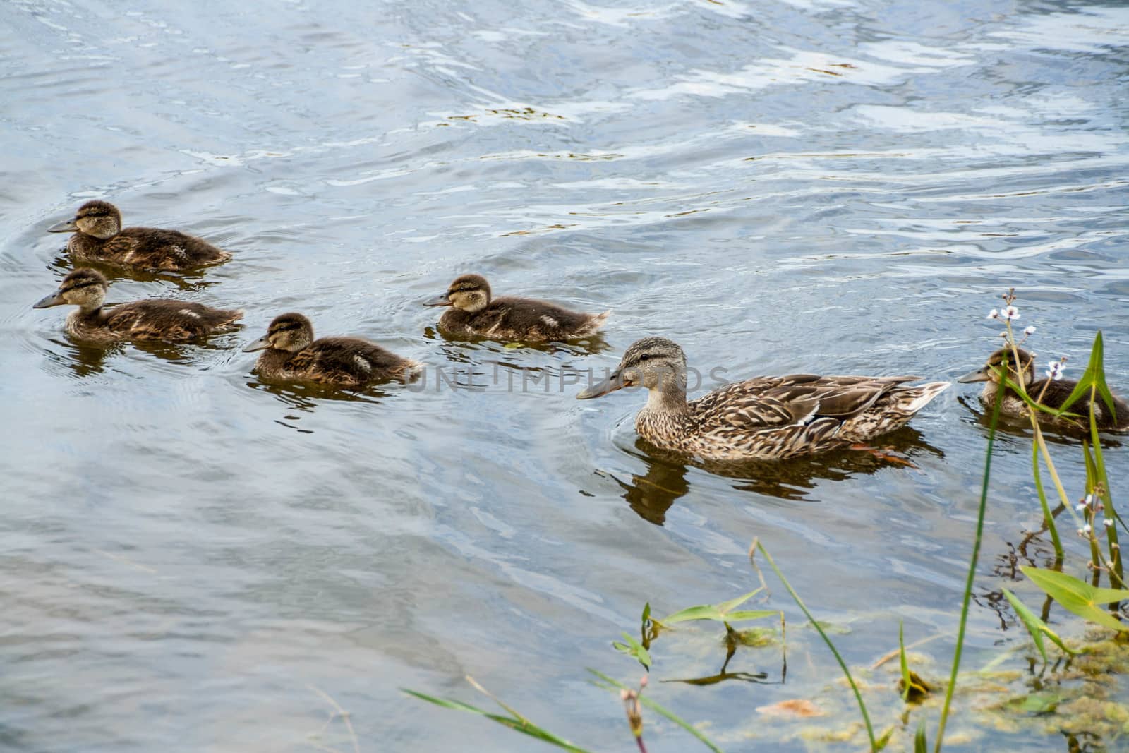 mother-duck and ducklings by alexx60