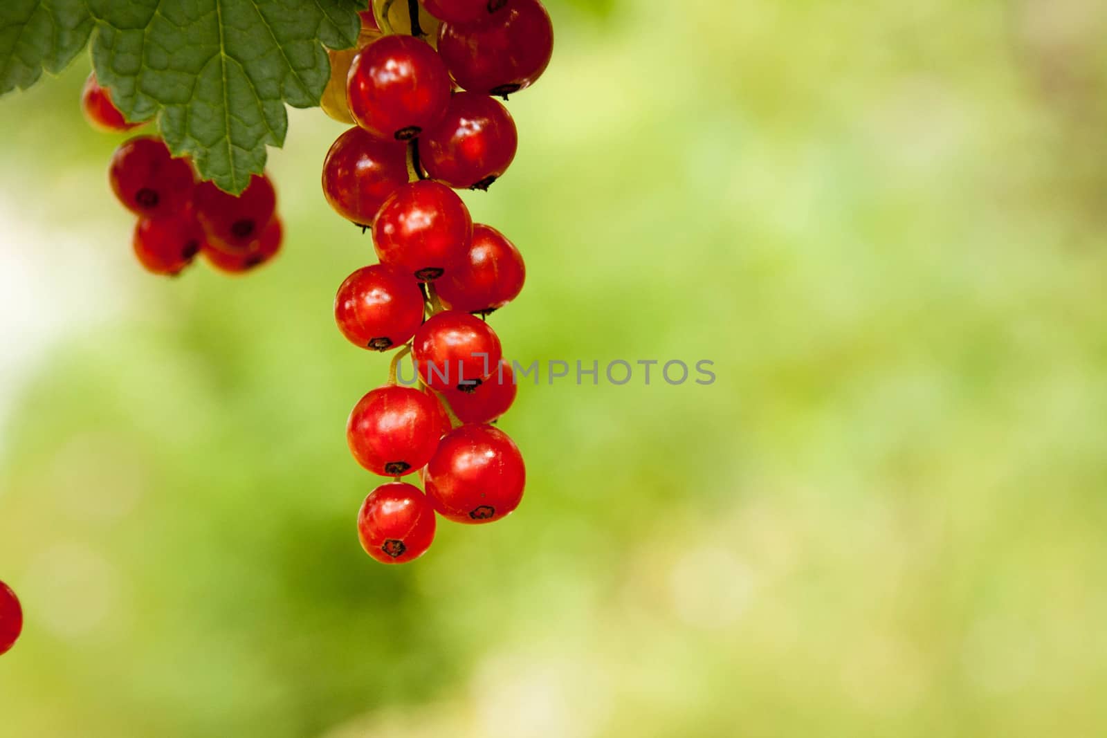 branch of red currants on a background of green leaves