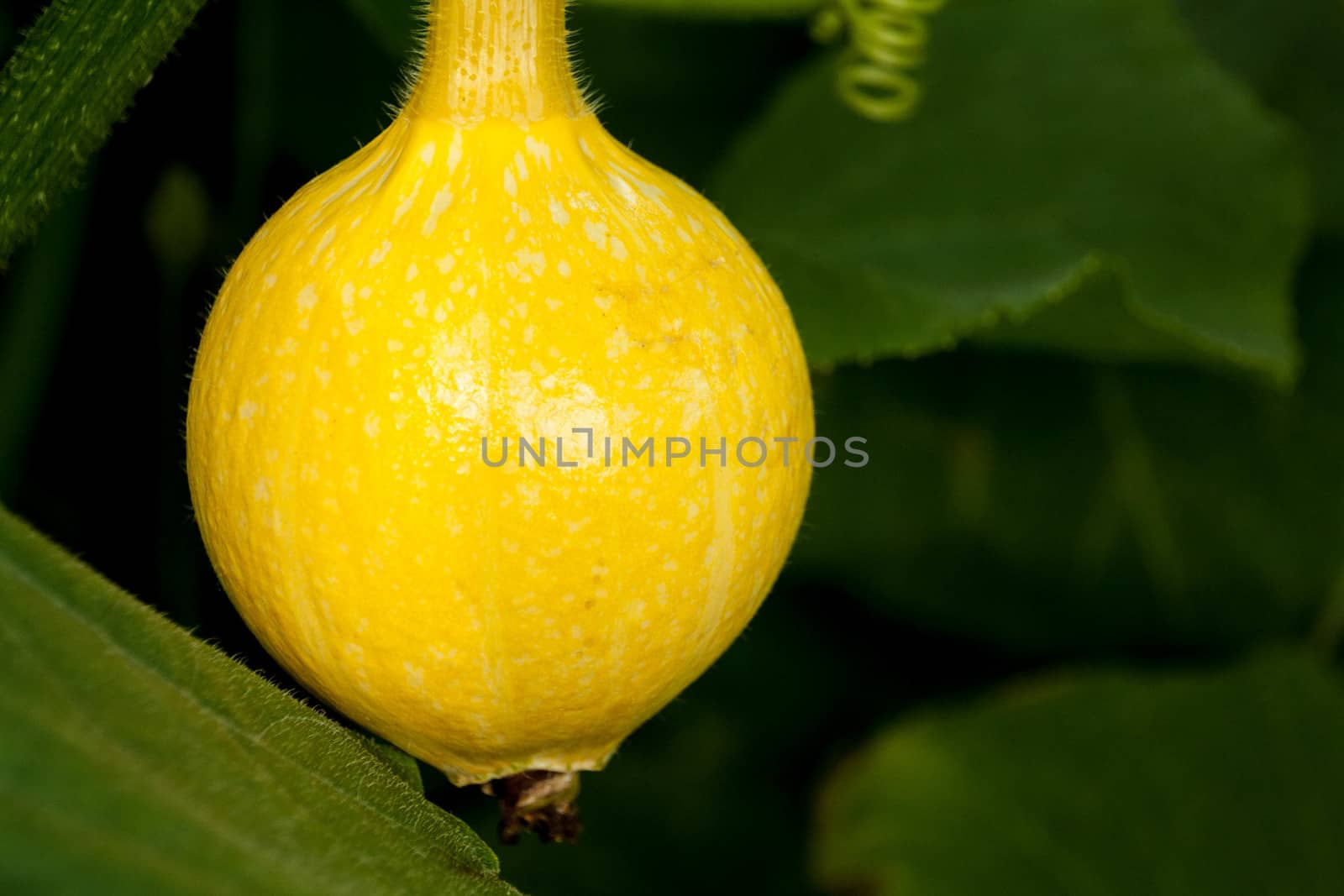 yellow pumpkin plant hanging on the vine  by alexx60