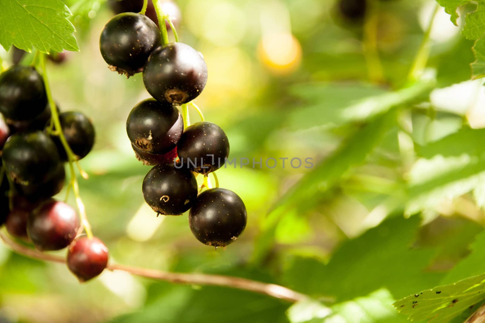 blackcurrant in the garden  on a background of green leaves