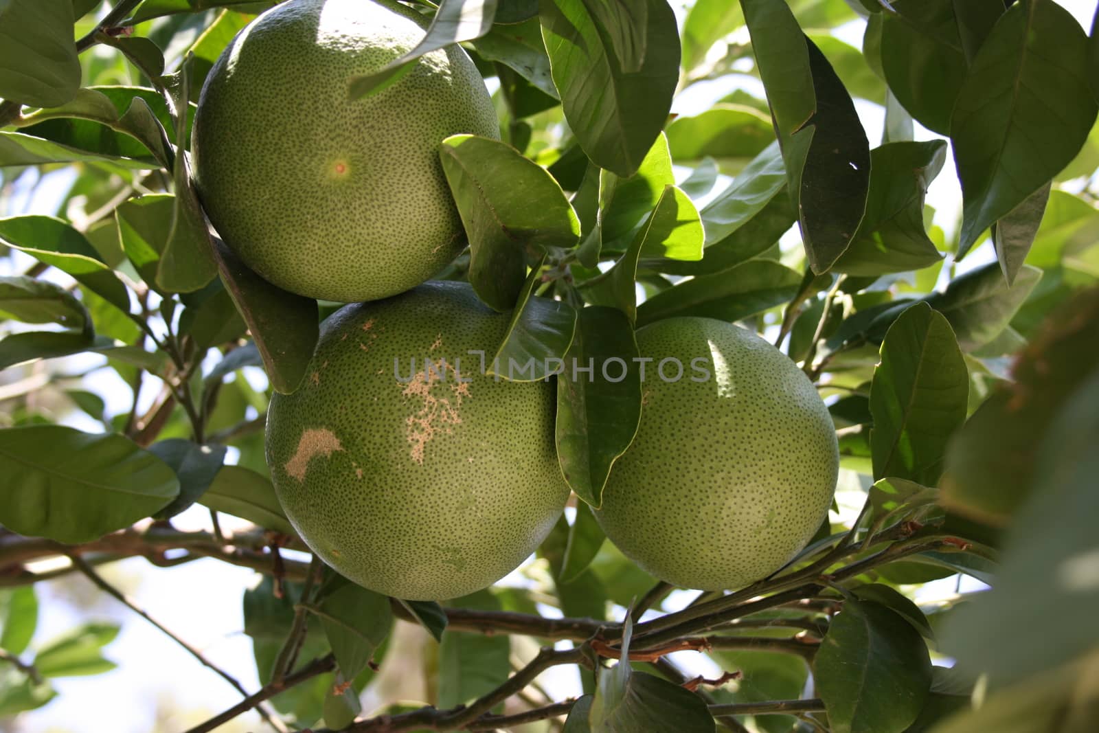 fresh green oranges on a tree in Sunny day