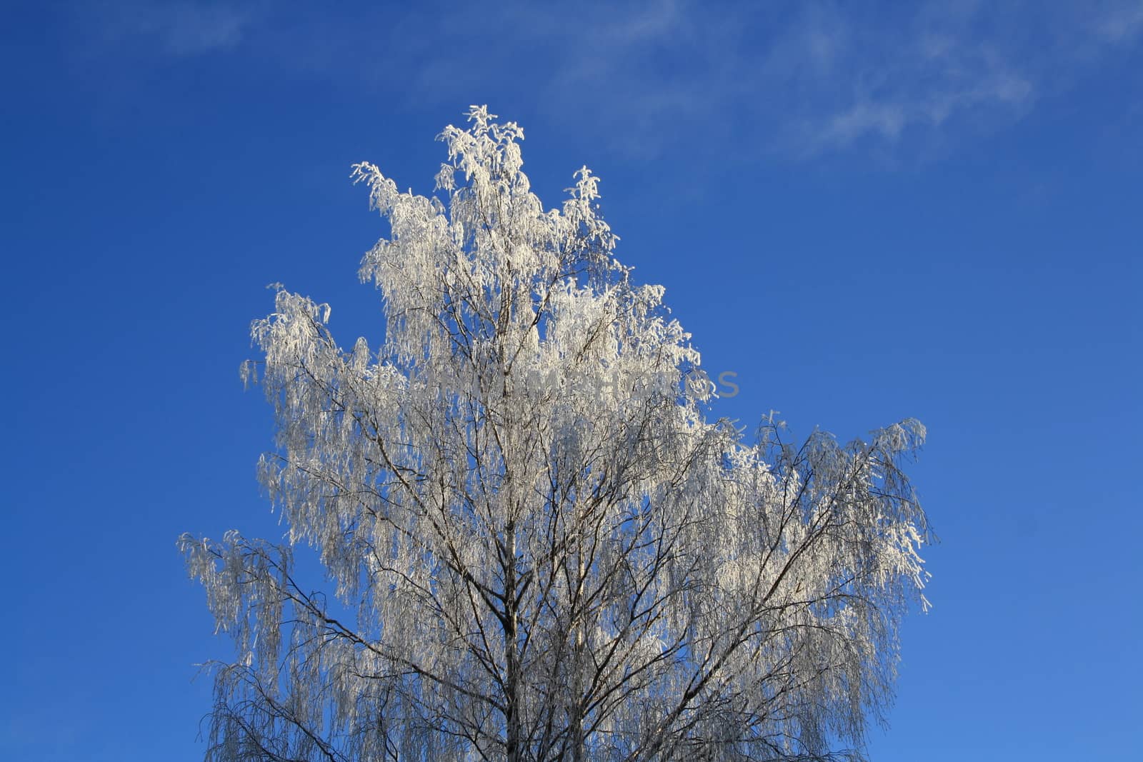 Single tree in frost  by alexx60