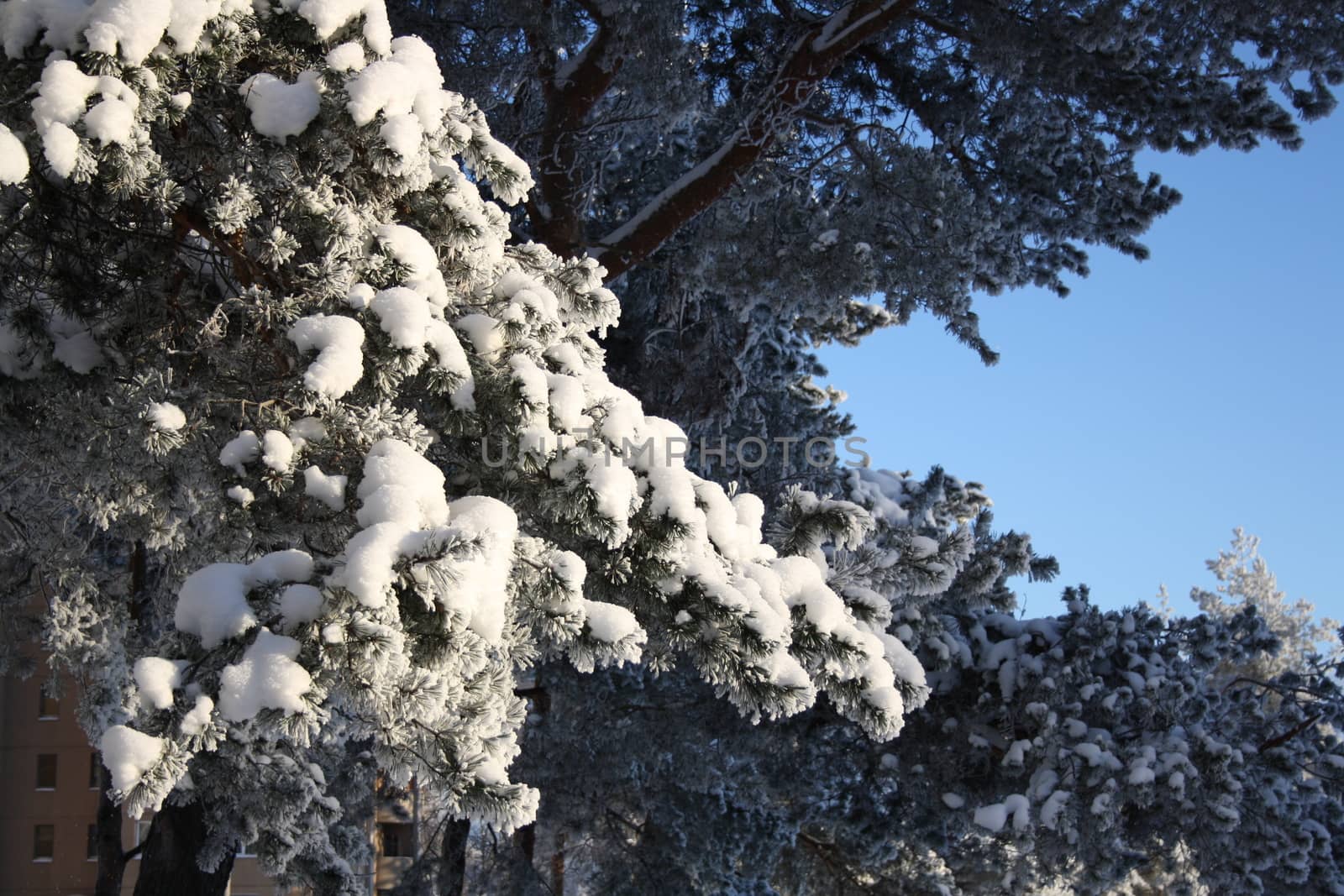 Pine branches in the snow on the background of blue sky