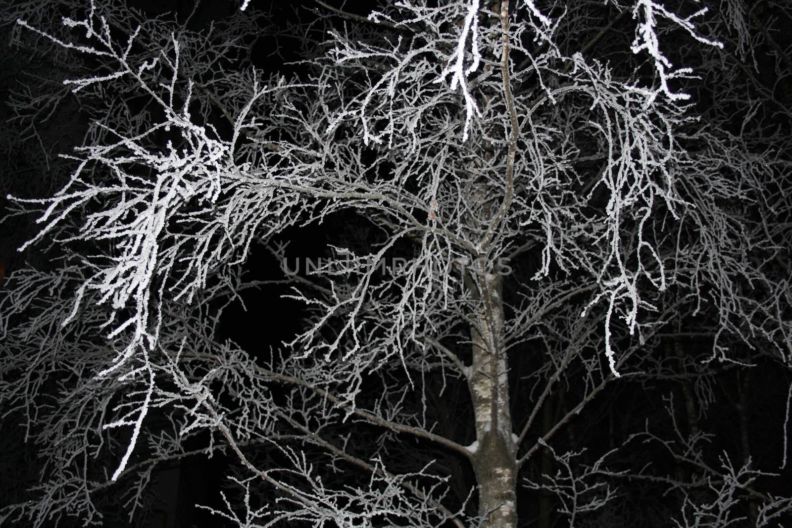 Frozen tree branches at night light on a dark background