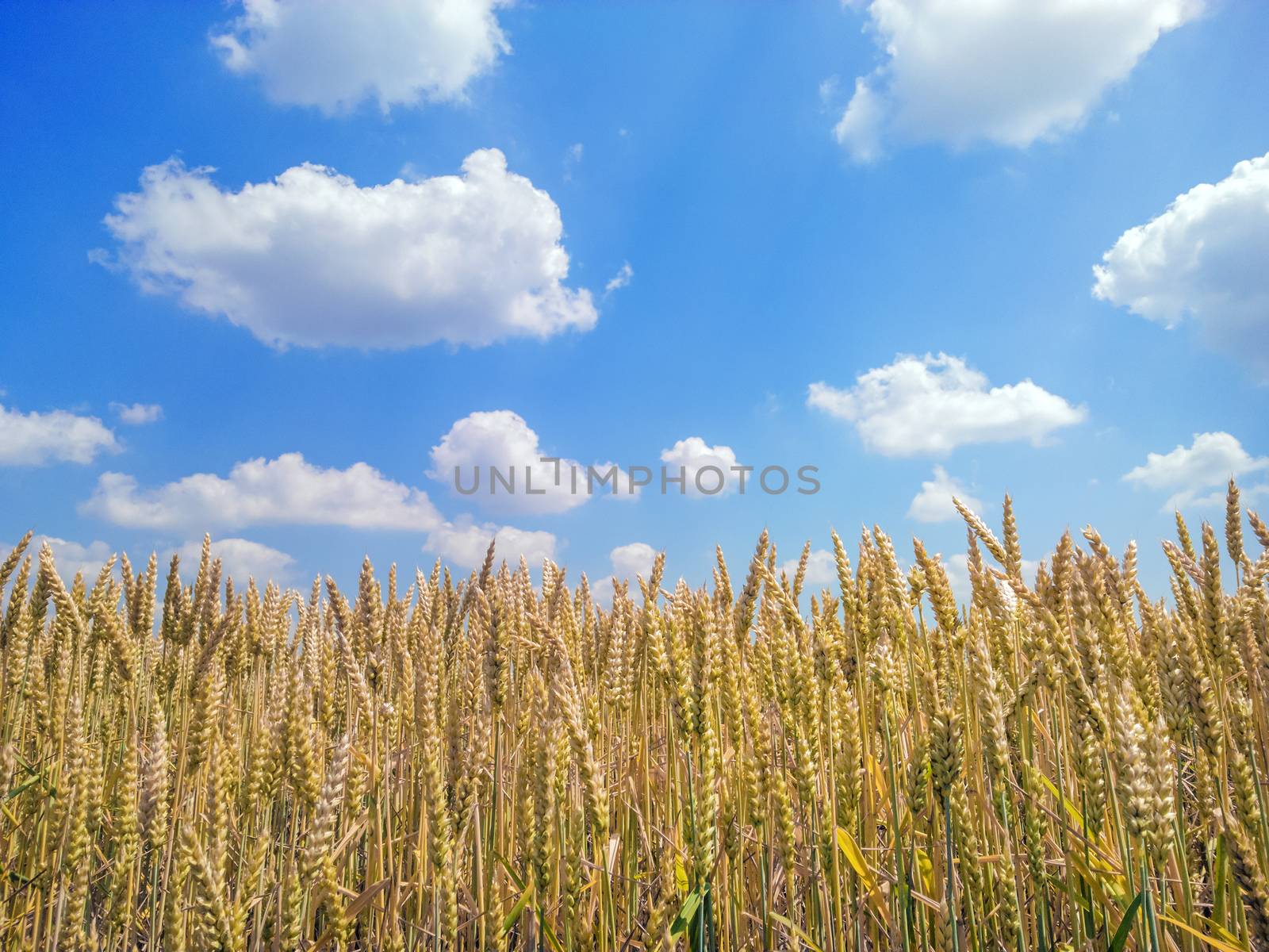 Wheat Field by milinz